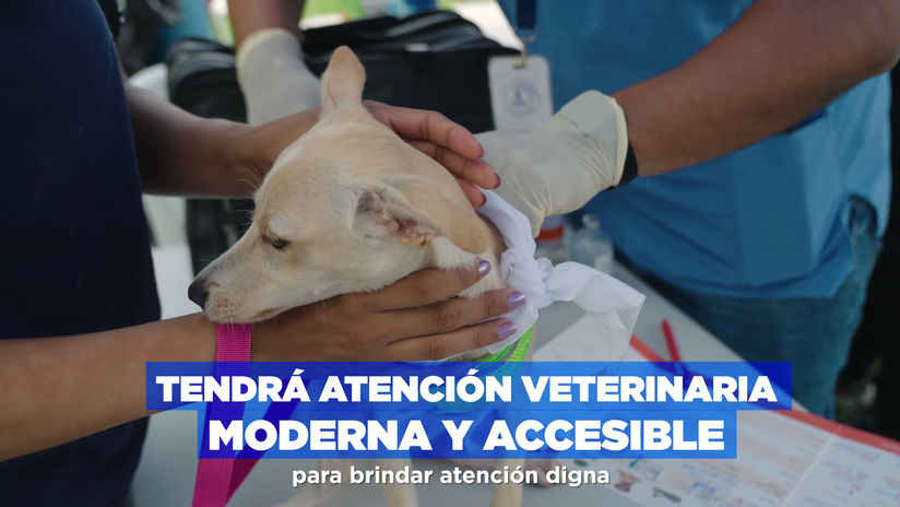 HOSPITAL DE MASCOTAS 15 H